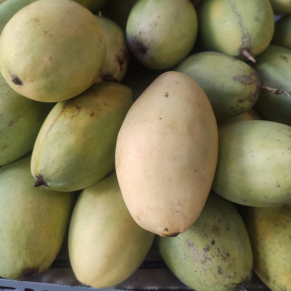 Xoài cát Hoà Lộc